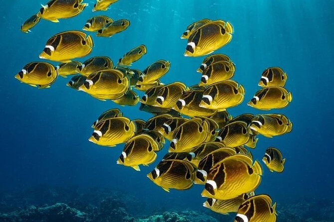 Spice Tour, Blue Lagoon, Starfish Tour, Rock Restaurant, Kuza Cave, Paje Beach - Pickup Services and Accessibility