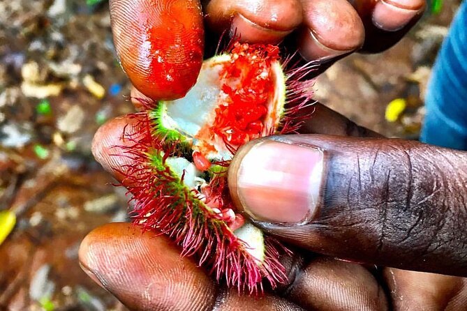 Spice Tour; Stone Town Tour; Island Pongwe Restaurant; Baraka Aquarium; Kendwa - Baraka Aquarium Discovery
