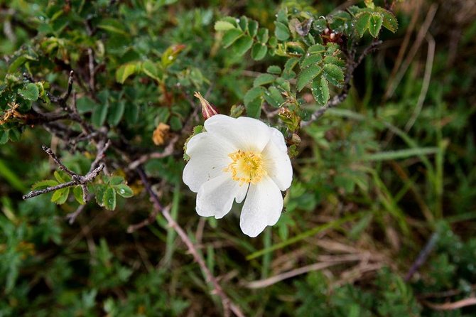 Stones & Stories Private Walk. Burren, Co Clare. Guided. 2 Hours. - Additional Info