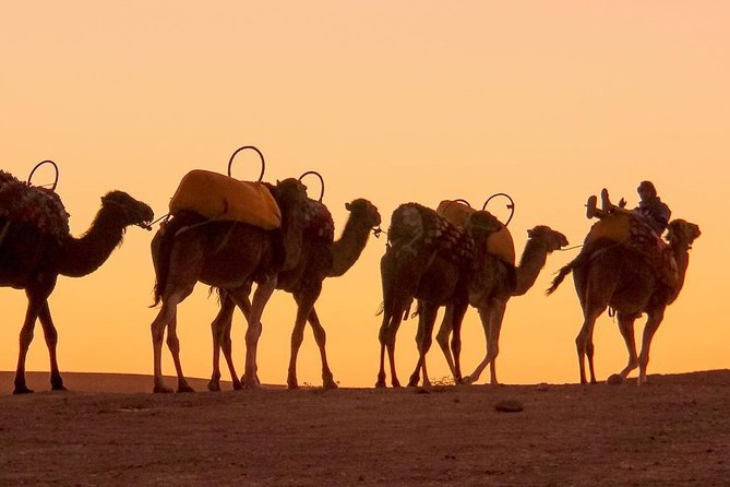 Sunset Camel Ride Experience in Marrakech Desert - Frequently Asked Questions