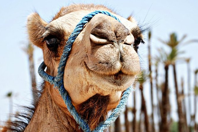 Sunset Camel Riding in the Palm Grove of Marrakech With Pickup-Drop off - Location Details