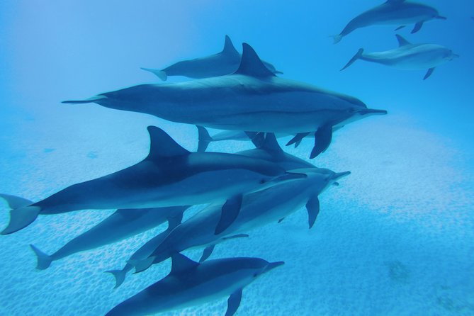 Swim With Dolphins in Satayeh Reef Snorkel Sea Excursion - Marsa Alam - Pickup Information