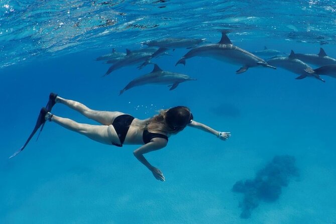 Swim With Happy Dolphin 5 Minutes And Transfer – Hurghada
