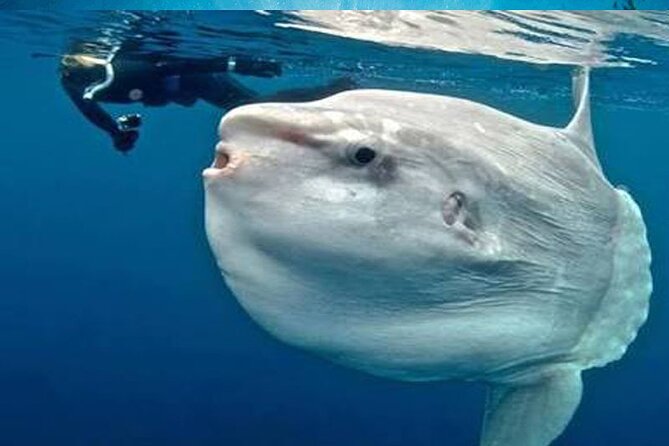 Swim With Manta Rays : Snorkeling Day Trip From Bali - Pickup Points