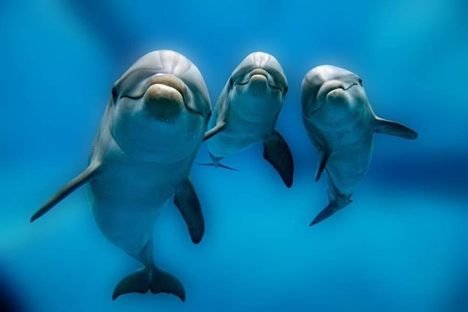 Swimming Close to Dolphins and Banana Boat - Pickup Information