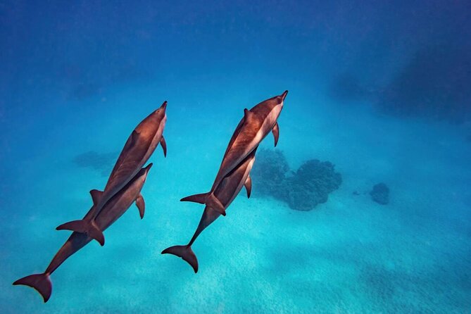 Swimming With Dolphin Private Speed Boat Experience in Hurghada - Pickup Information