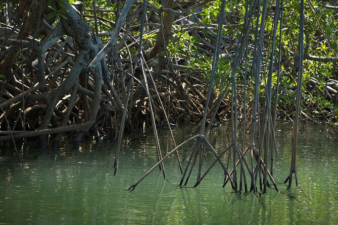 Tamarindo Estuary: Kayak Monkey Tour - Tour Inclusions
