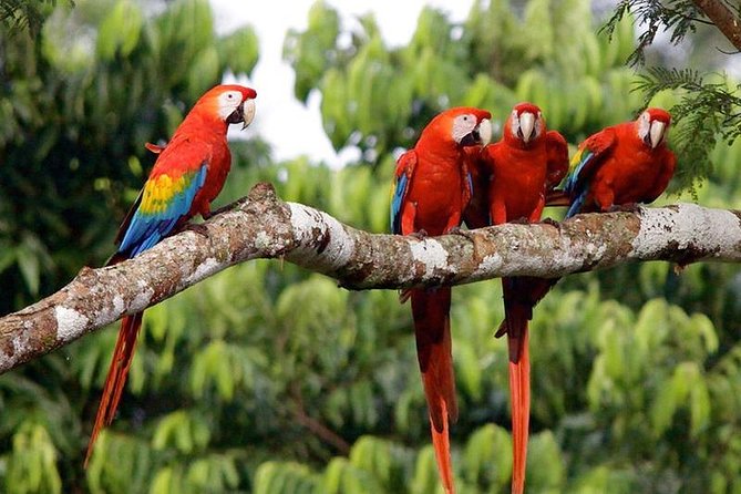 Tambopata and Sandoval Lake 3 Days and 2 Nights - The Sum Up