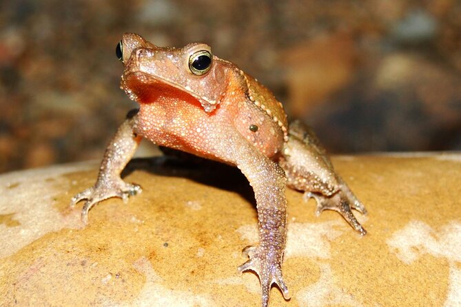 Tambopata Reserve Excursion 3D - 2N From Cusco - Frequently Asked Questions