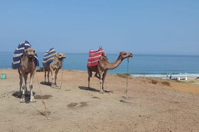 Tangier Private Day Tour - Hercules Grottoes - Tour Details and Recommendations