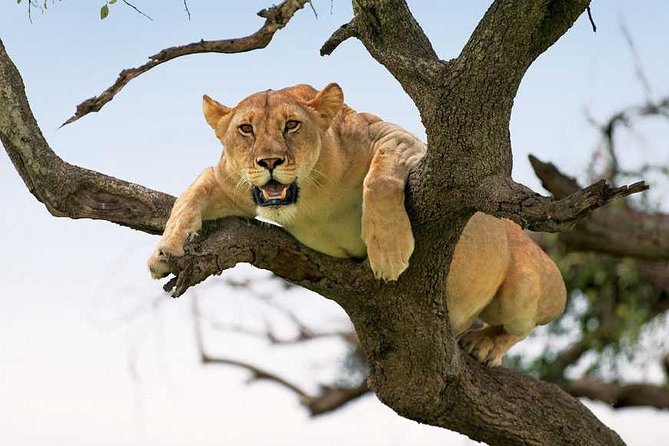 Tanzania Safaris | 2 DAYS Safari-Ngorongoro Crater and L.Manyara NP or Tarangire - Exclusions