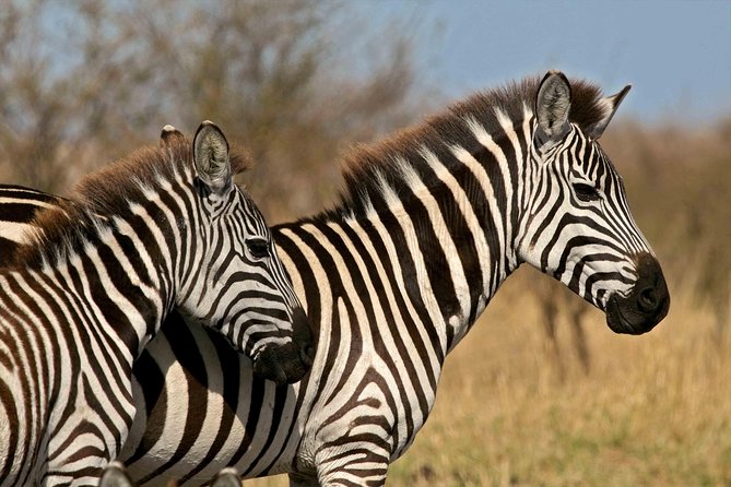 Tarangire & Ngorongoro Safari | 2 Days - Day 2: Ngorongoro Crater