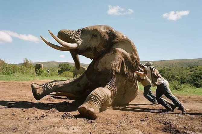 Tarangire, Serengeti, Ngorongoro, Lake Manyara National Park. - Travel Inclusions