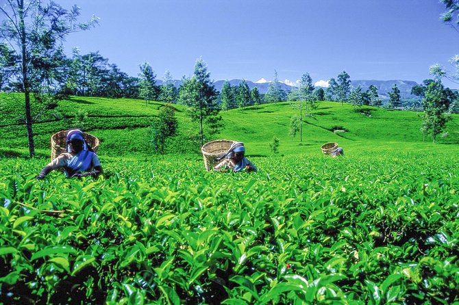 Tea Plantation Tour From Kandy - Tour Inclusions