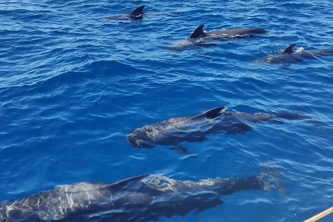 Tenerife Whale Watching and Snorkeling Private Yacht Trip - Pricing and Reservation