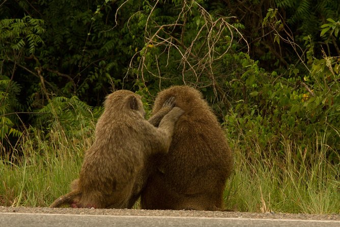 The Accra Safari Experience - Safety Measures