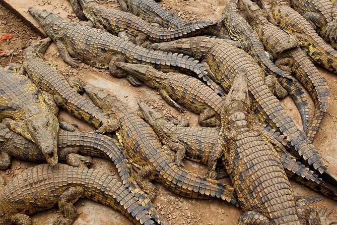 The Best of Cape 3-Days Attraction:Crocodile Cage &Cape Peninsula & Wine Tasting - Itinerary Overview