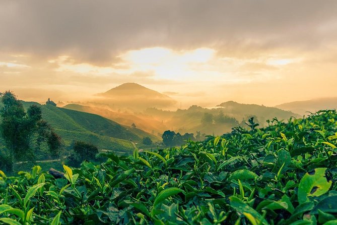 The Fascinating Nature of Cameron Highlands Full Day Tour - Itinerary Details