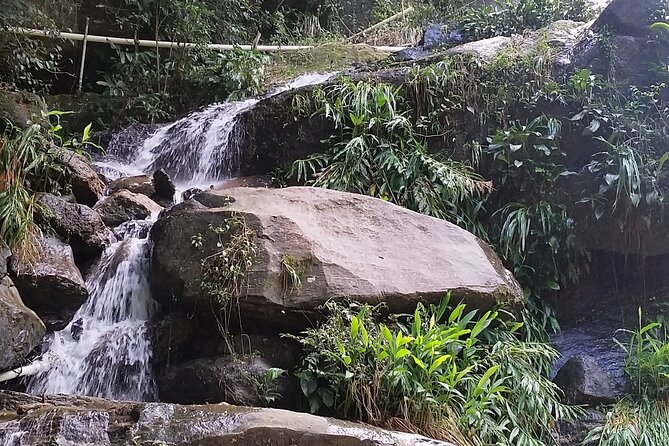 The Tijuca Forest, the Jardim Bôtanico and Their Treasures - Conservation Efforts in the Area