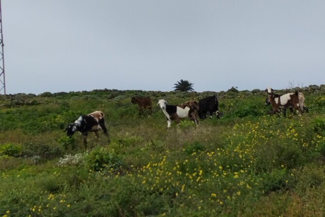 The Valley of Las Mil Palmeras and the Town of Haria - Frequently Asked Questions