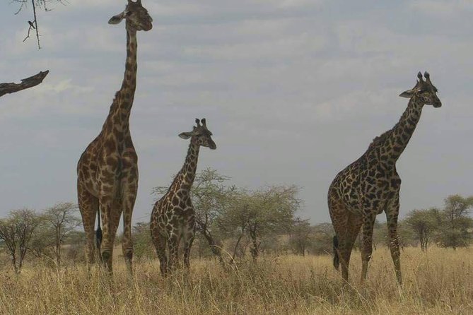 Three Days Safari Ngorongoro-Serengeti National Park Tented Camping - Pricing and Cancellation Policy