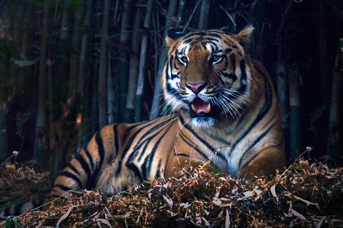 Tiger & Temple - Frequently Asked Questions
