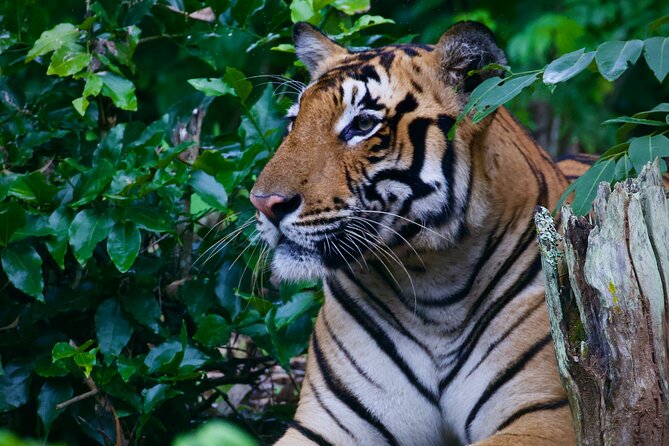 Tigers, Hills and Temples of Karnataka
