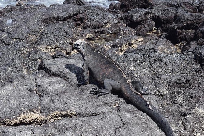 Tintoreras Islet Tour From Isabela - Hiking & Snorkeling in Galapagos Islands - Operator Information