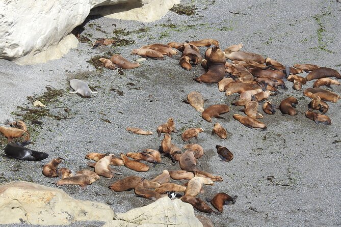 Tour in the City of Puerto Madryn and Punta Loma Natural Reserve - Traveler Capacity and Accessibility