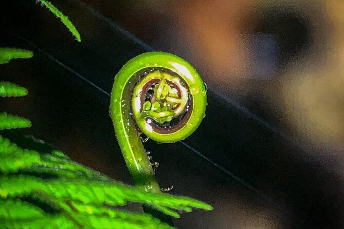 Tour in the Monteverde Reserve Cloud Forest - What to Expect