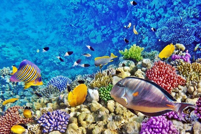Tour to Abu Gallum National Park and Snorkeling at Blue Hole - Pickup Information