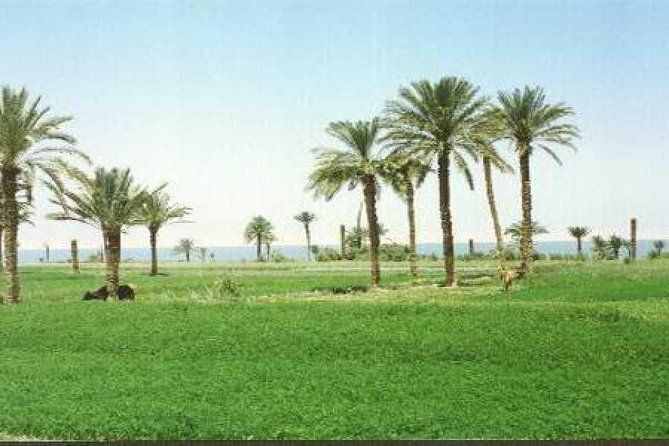 Tour to Fayoum Oasis and Wadi El Rian From Cairo - Tour Itinerary