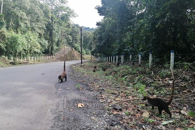 Transfer From Monteverde to La Fortuna Through Arenal Lake - Additional Information