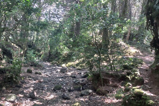 Travel Through the Mountains of Heredia and Alajuela. - Wildlife Encounters and Nature Photography