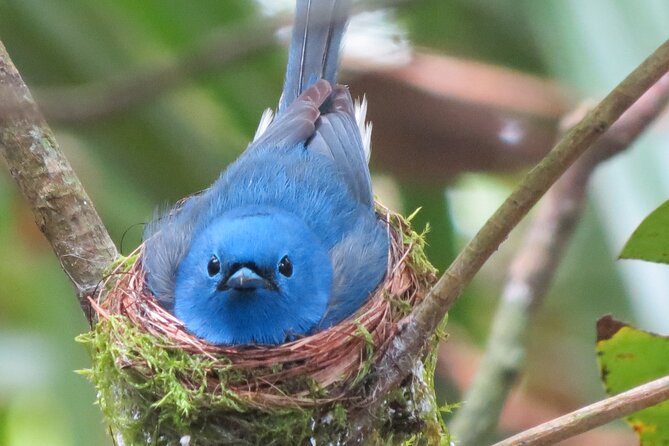 Treking / Bird Watching / Excursion at Sinharaja Rain Forest - Tour Itinerary