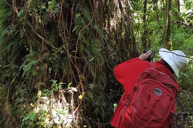 Trekking Alerce Andino National Park in Puerto Varas - Important Tour Information