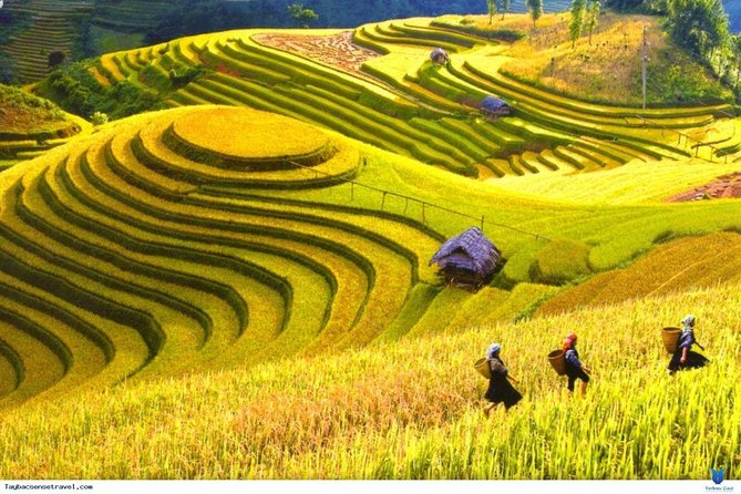 Trekking Through Hoang Su Phi Rice Fields 4 Days 3 Nights - Meals Included