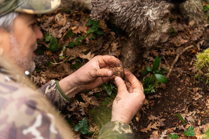 Truffle Hunting in Tuscany With Tasting - Private - Start Time and Additional Info