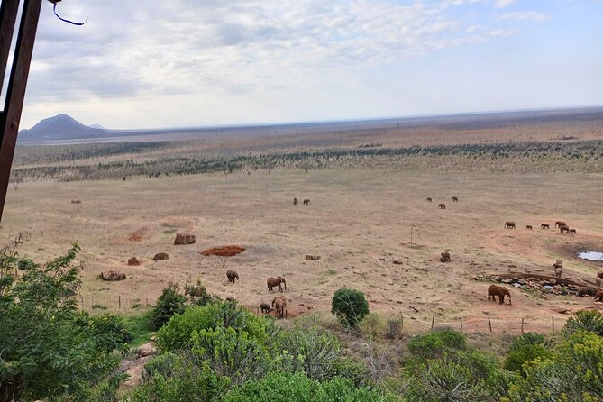 Tsavo East & West National Park 3 Days From Mombasa. - What to Expect