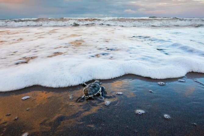 Turtle Spawning Sighting Tour
