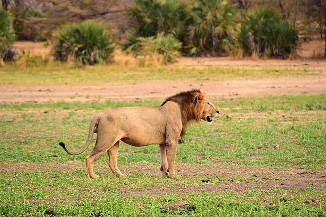 Two-Day Mikumi Adventure: Game Drives & Park Walks - Private Tour Details