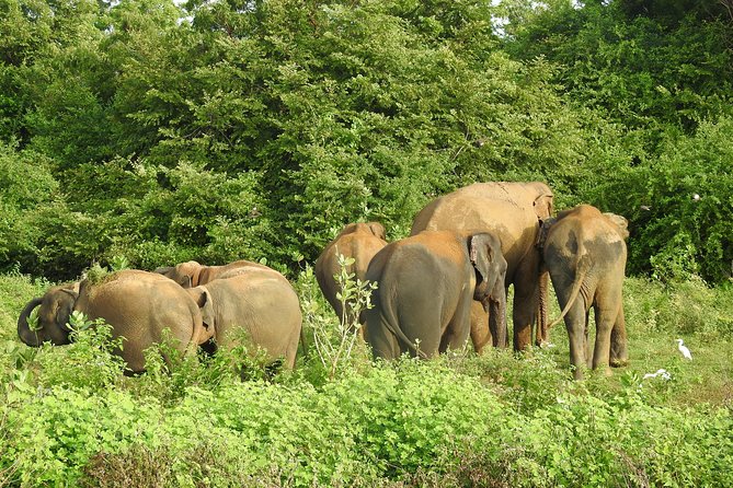 Two Day Udawalawa National Park Tour