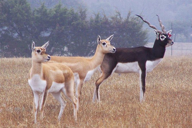 Two Days Package ( Camel Safari and Bishnoi Village Safari ) - What To Bring