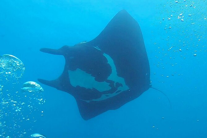 Two Dive Tour | Las Catalinas Islands