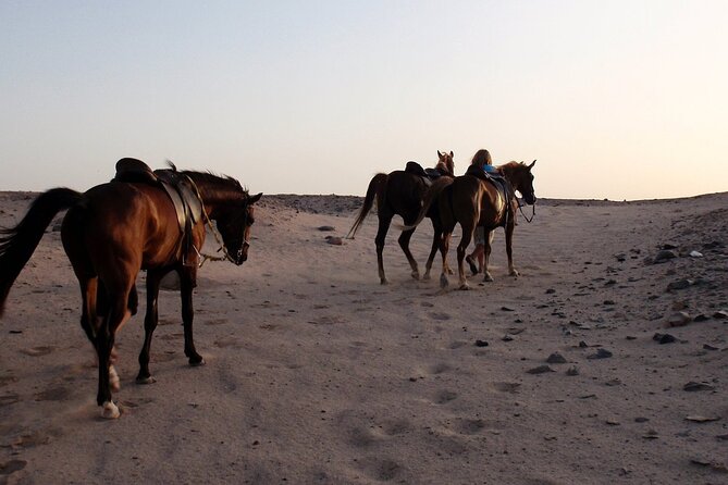 Two Hours Horse Riding With Transfer From Hurghada All Fees Paid - Pickup Information