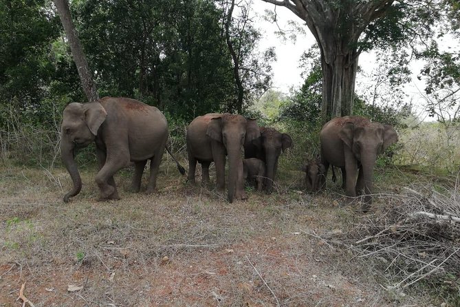 Udawalawa Safari Tour - All Inclusive Day Tour (Group) - The Sum Up