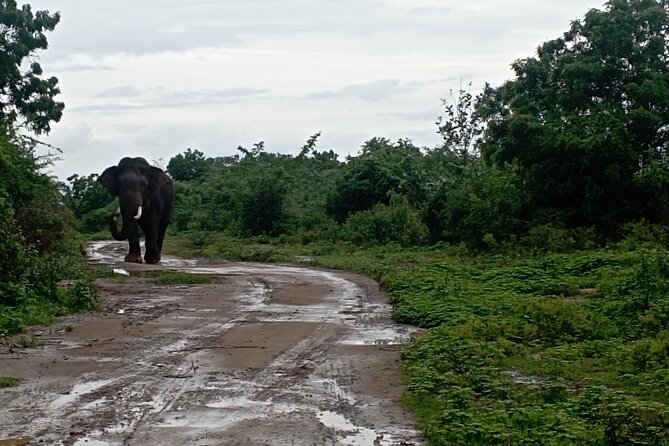Udawalawe National Park 4 Hours Private Safari Tour - Cancellation Policy