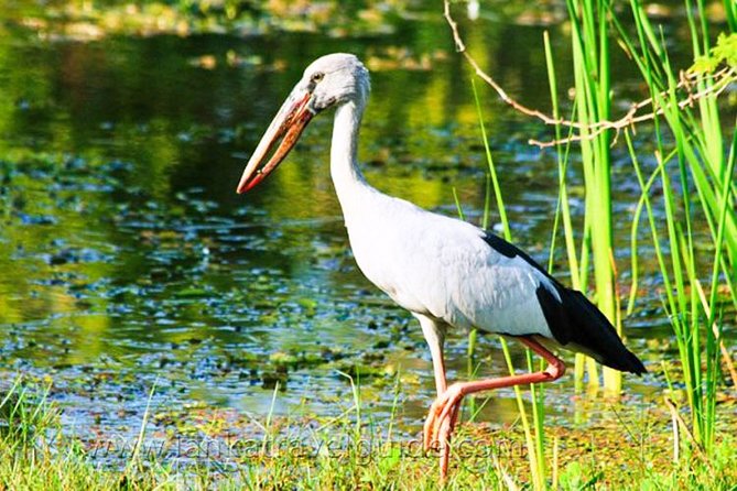 Udawalawe National Park Safari From Mount Lavinia - Directions