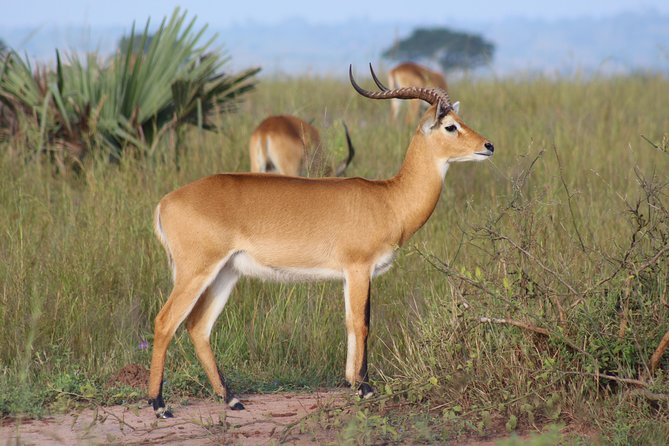 Uganda the Pearl of Africa Complete Wildlife 20 Day Safari - Accommodation Details