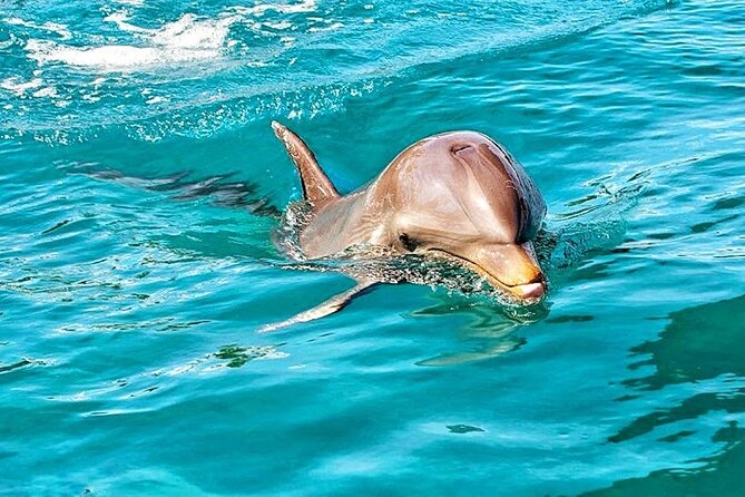 Ultimate Day of Adventure: Wild Dolphins, Macondé Viewpoint, Adventure Park - Inclusions and Pricing Details